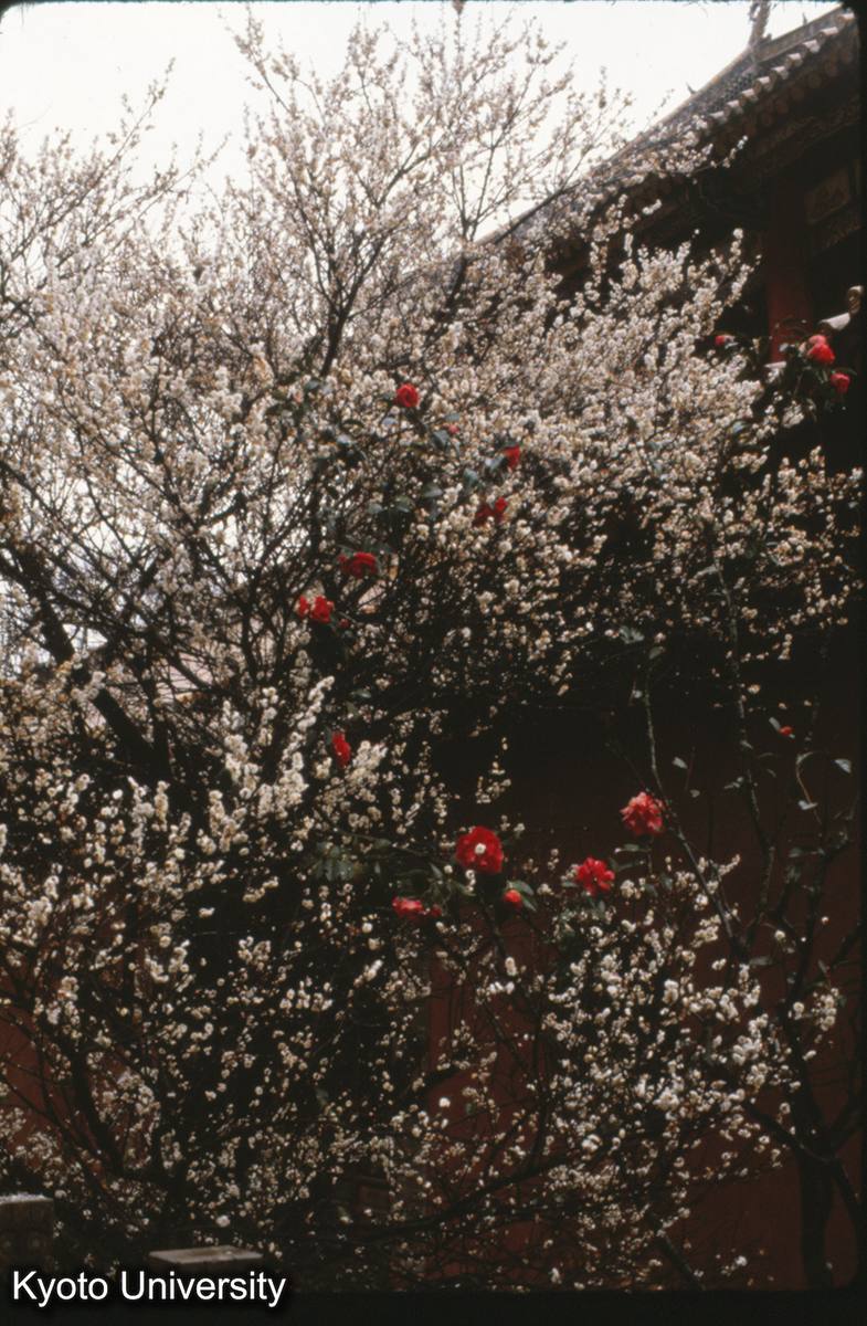 97-14_梅と山茶（昆明 西山華亭寺） (1)