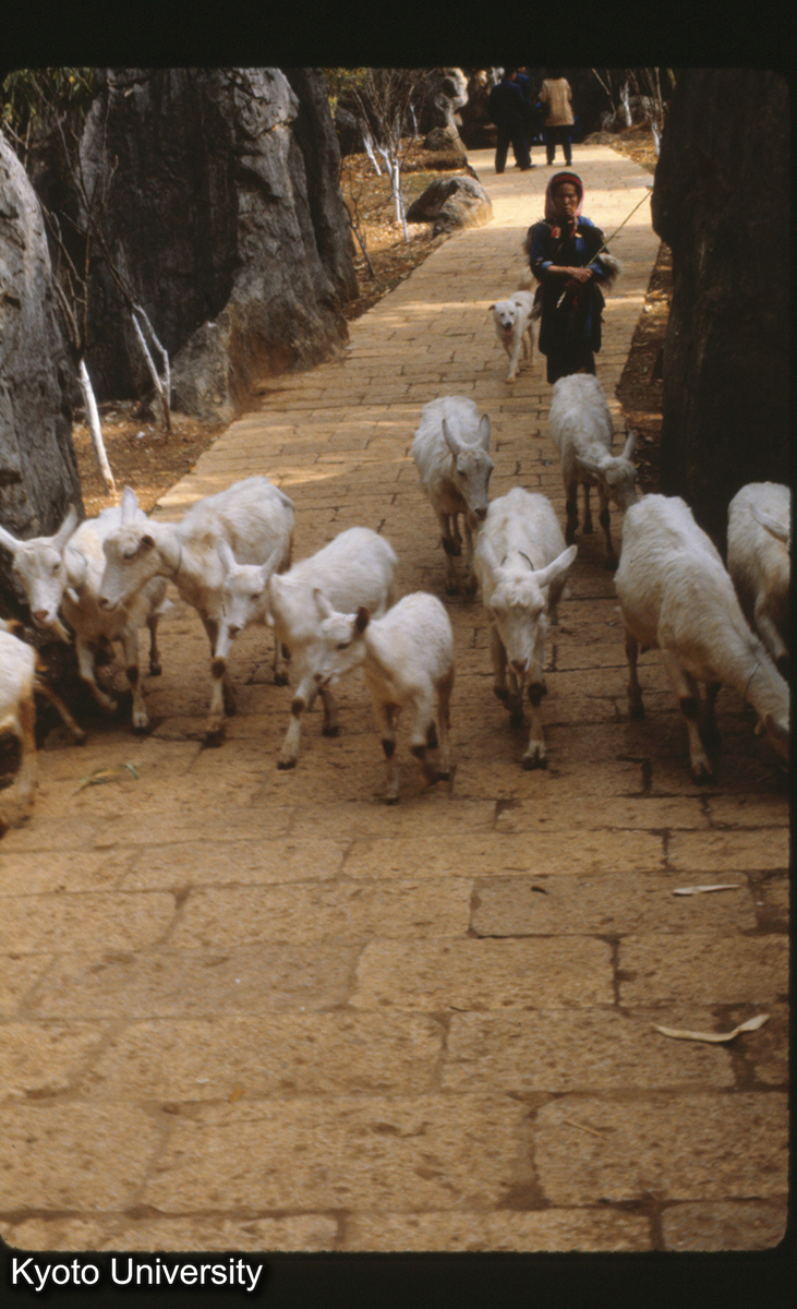 102-8_路南 石林 イ族（サニ）羊飼 (1)