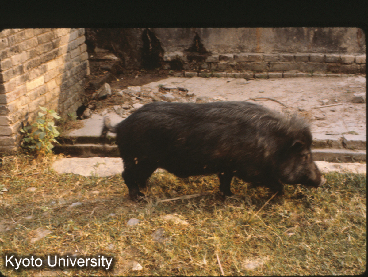 104-31_ブタ（景洪） (1)