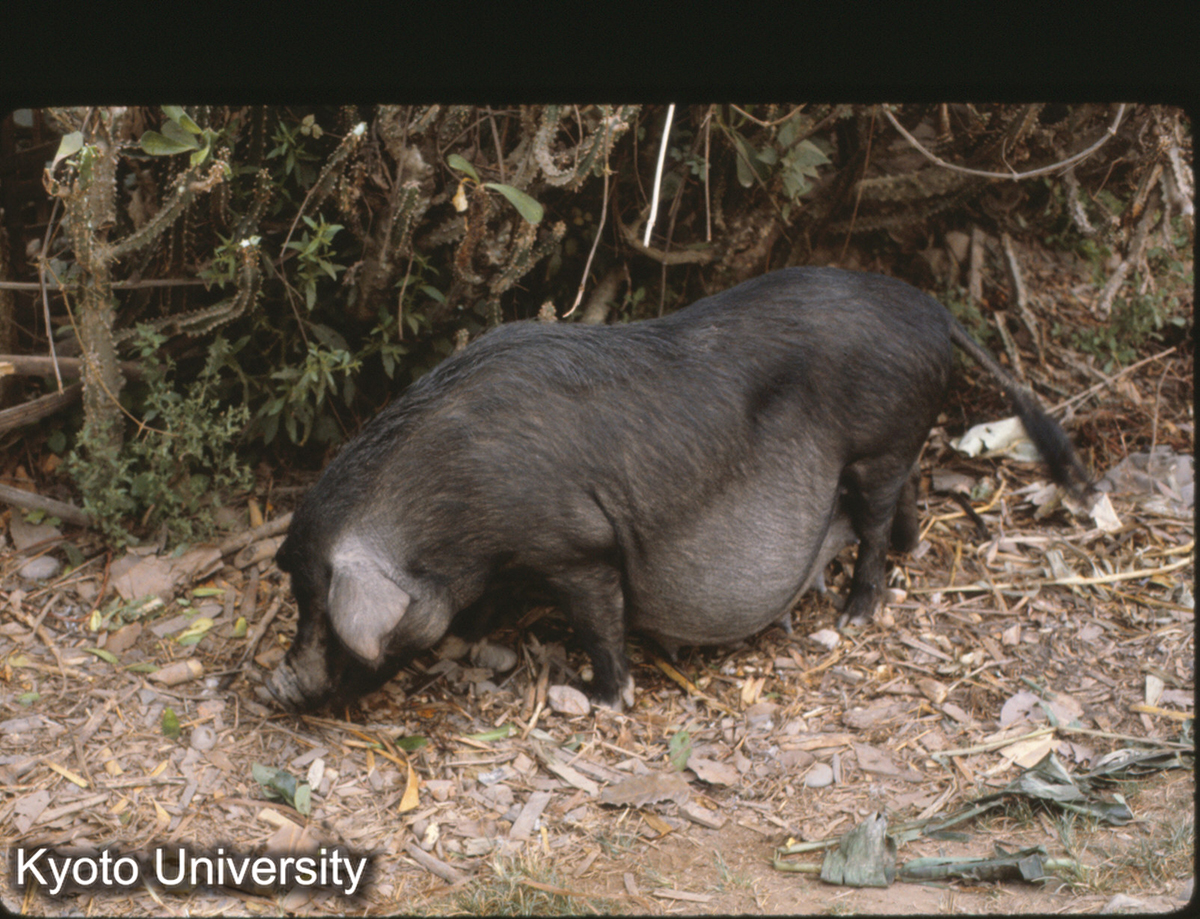 104-33_ブタ（景洪） (1)