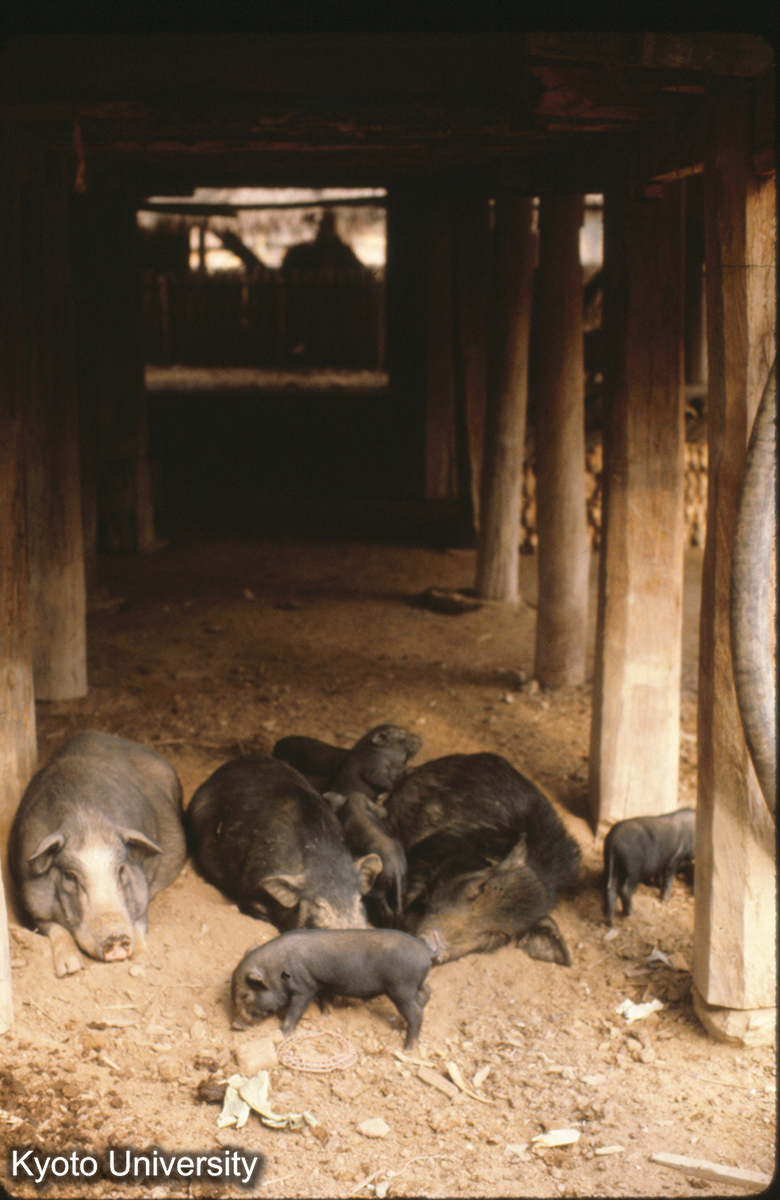 105-9_景洪 タイ族 民居 楼下ブタ (1)