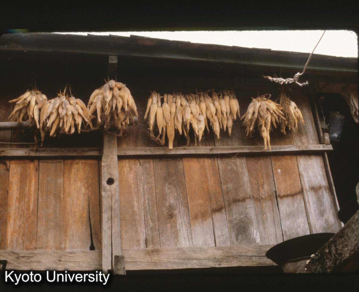 105-15_干しとうもろこし? （景洪 タイ族） (1)