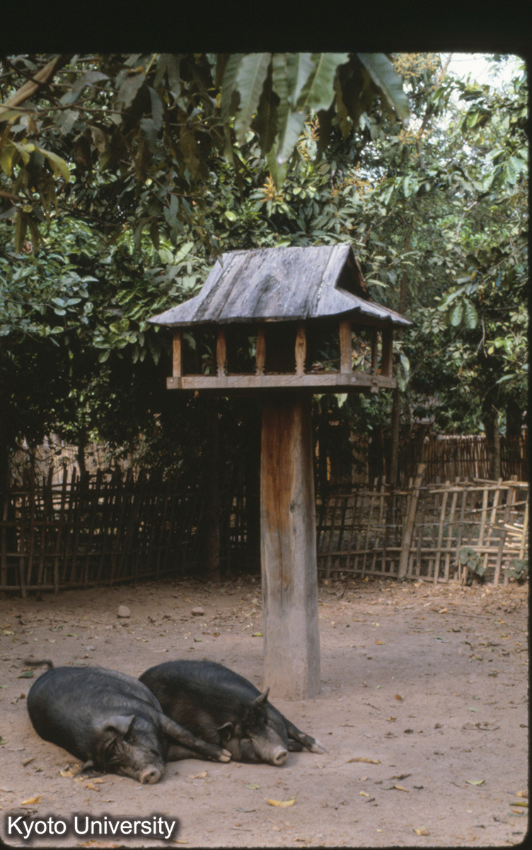 110-7_景洪 タイ族 村寨 献水? (1)