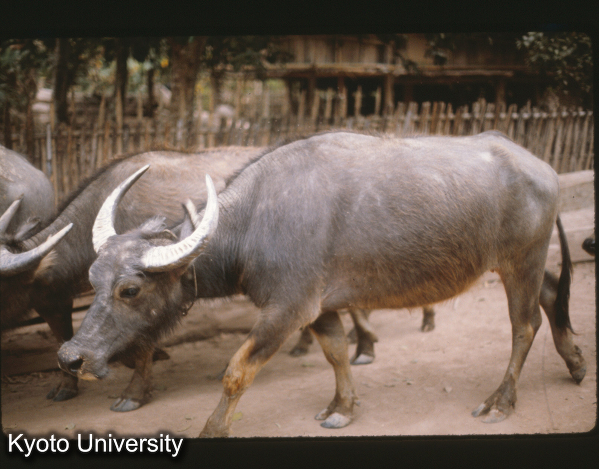 110-23_水牛の帰宅（景洪 曼龍） (1)