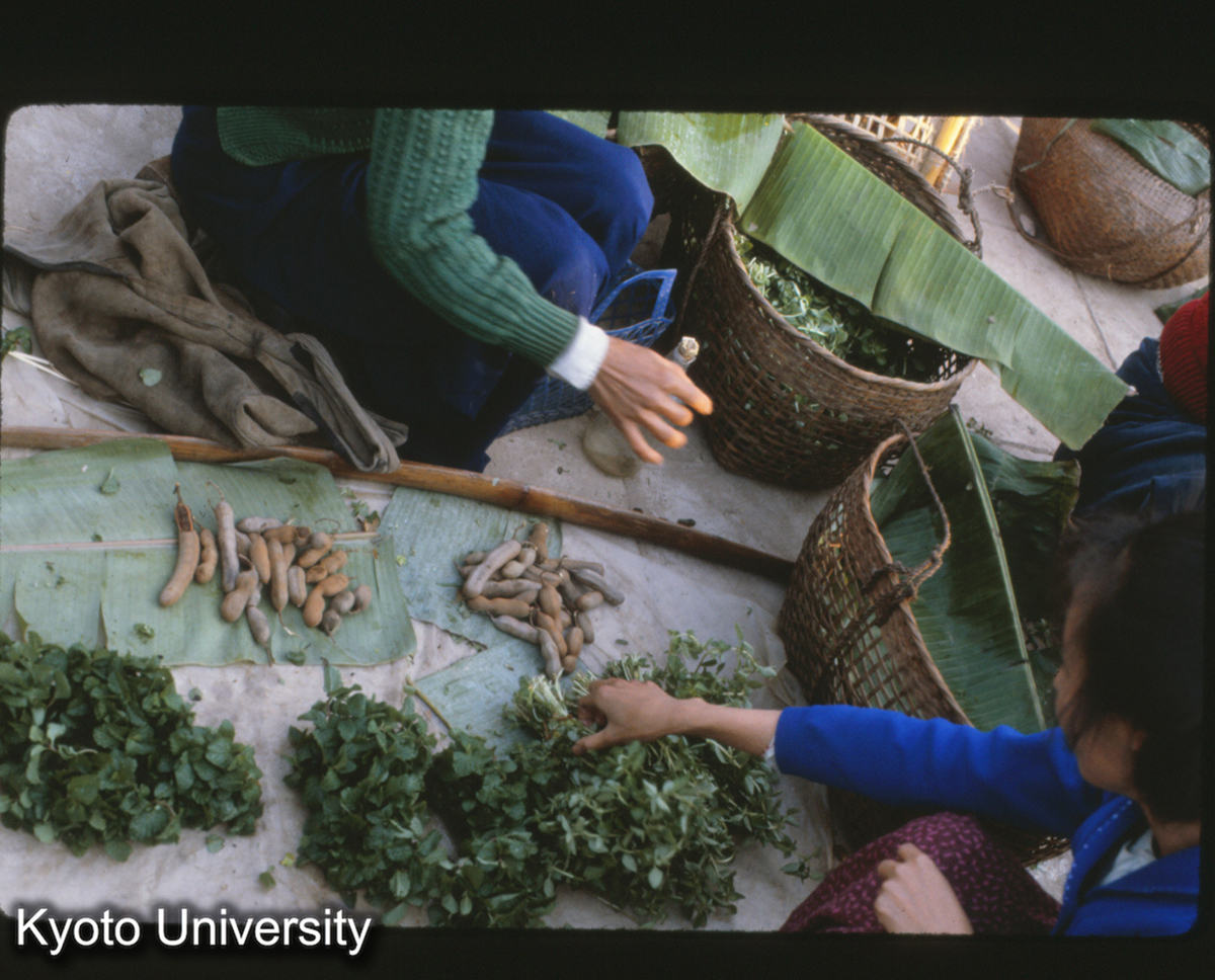 110-26_香菜・豆? 景洪 (1)