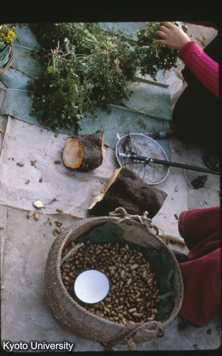 110-32_香菜 （景洪） (1)