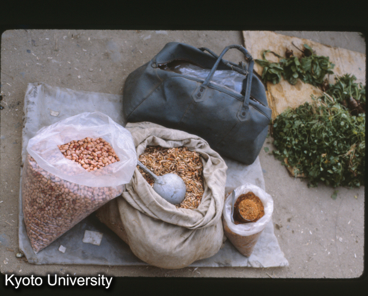 111-17_大豆 （景洪） (1)