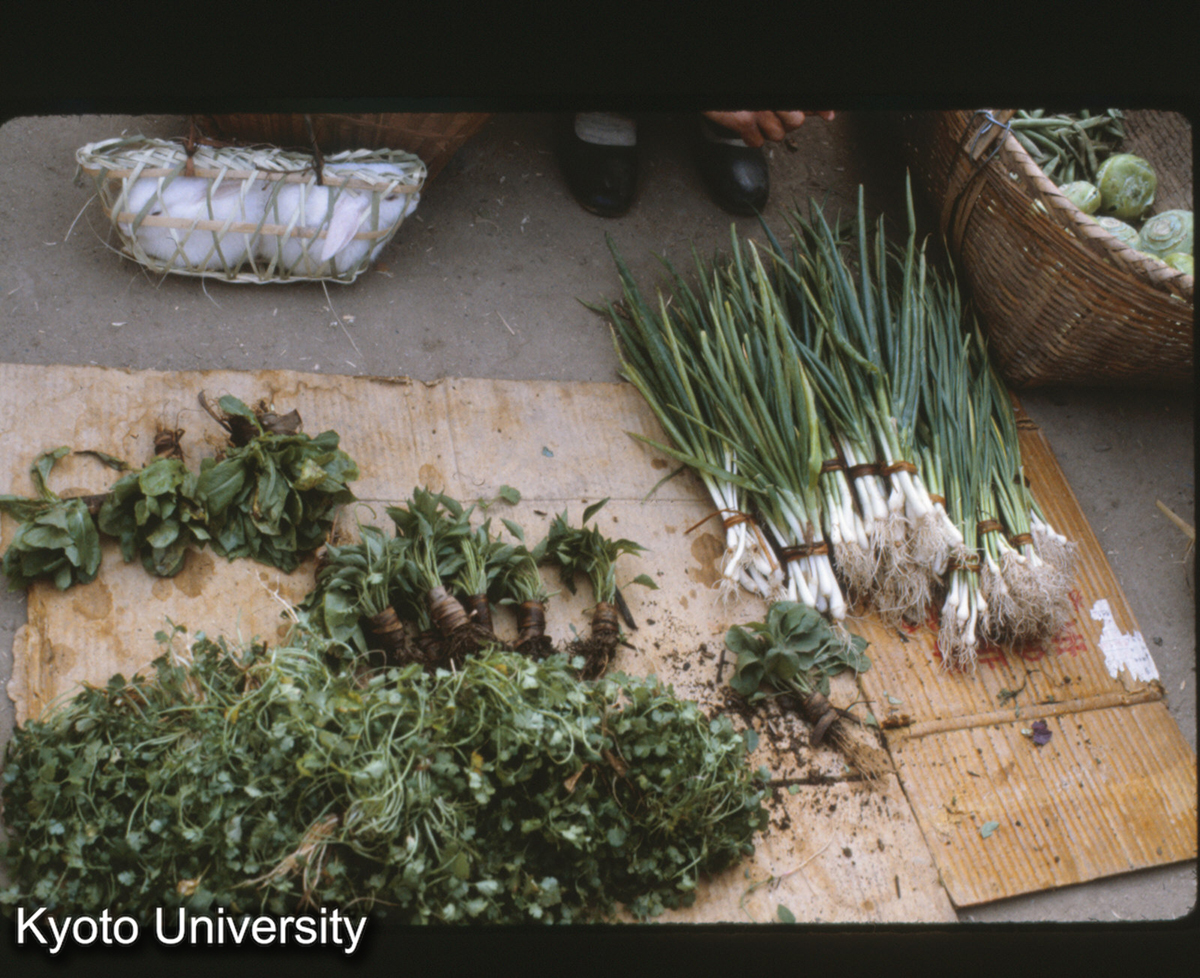 111-18_青ねぎ （景洪） (1)