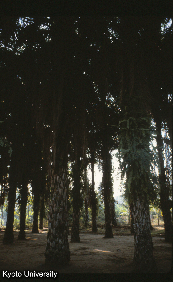 111-24_景洪植物園 油棕（フェニックス） (1)