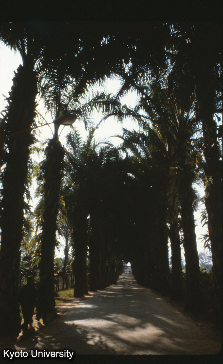 111-25_油棕（フェニックス）の道 （景洪植物園） (1)