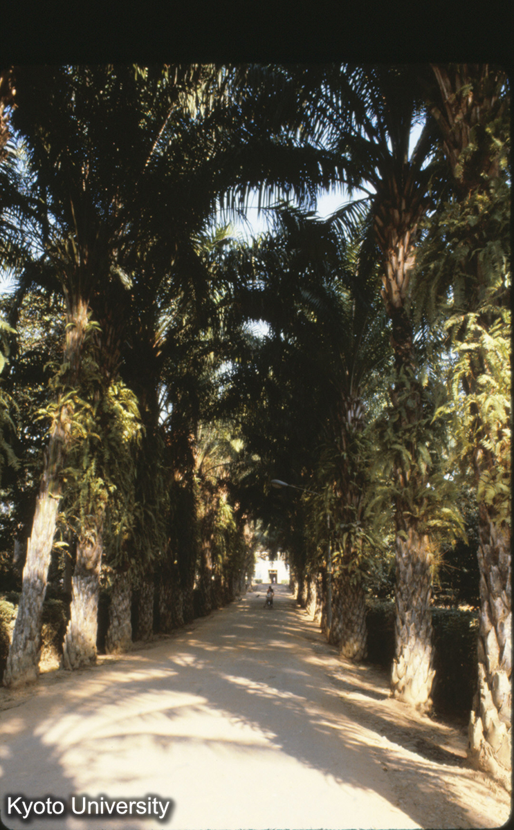 111-26_油棕（フェニックス）の並木道 景洪植物園 (1)