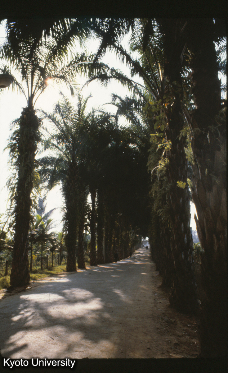 111-27_油棕 景洪 (1)