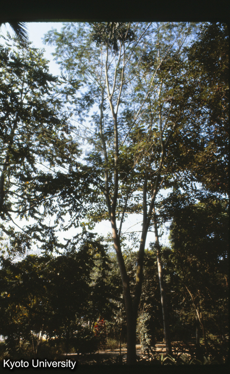 111-28_箭毒樹（毒矢をつくる） 景洪 (1)