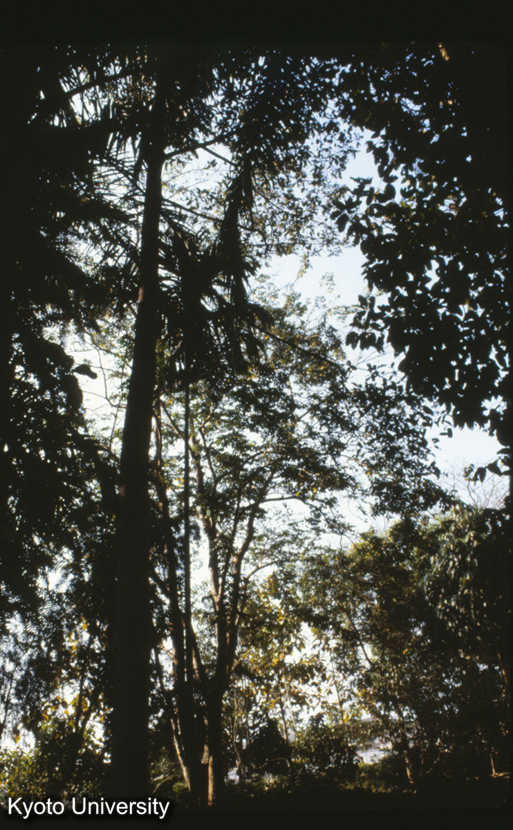 111-29_（景洪） (1)