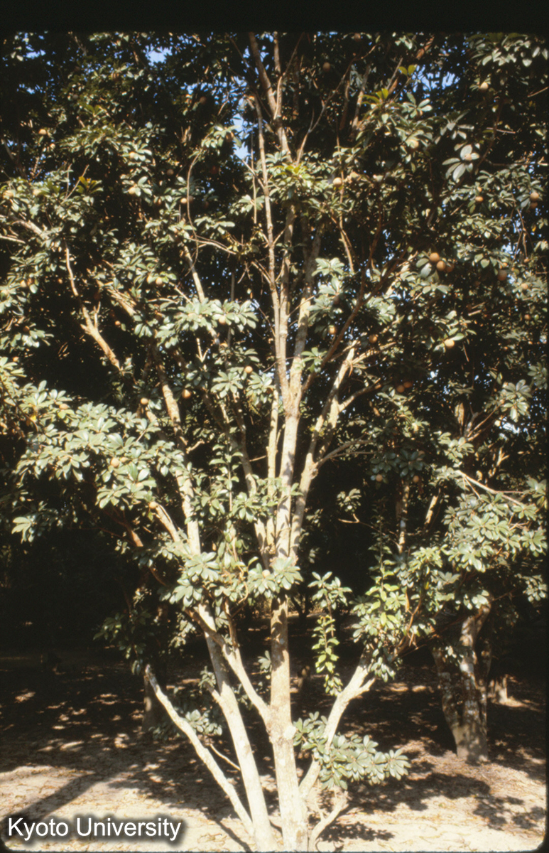 111-30_（景洪） (1)