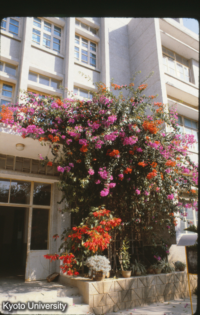 111-31_葉子花 （景洪） (1)