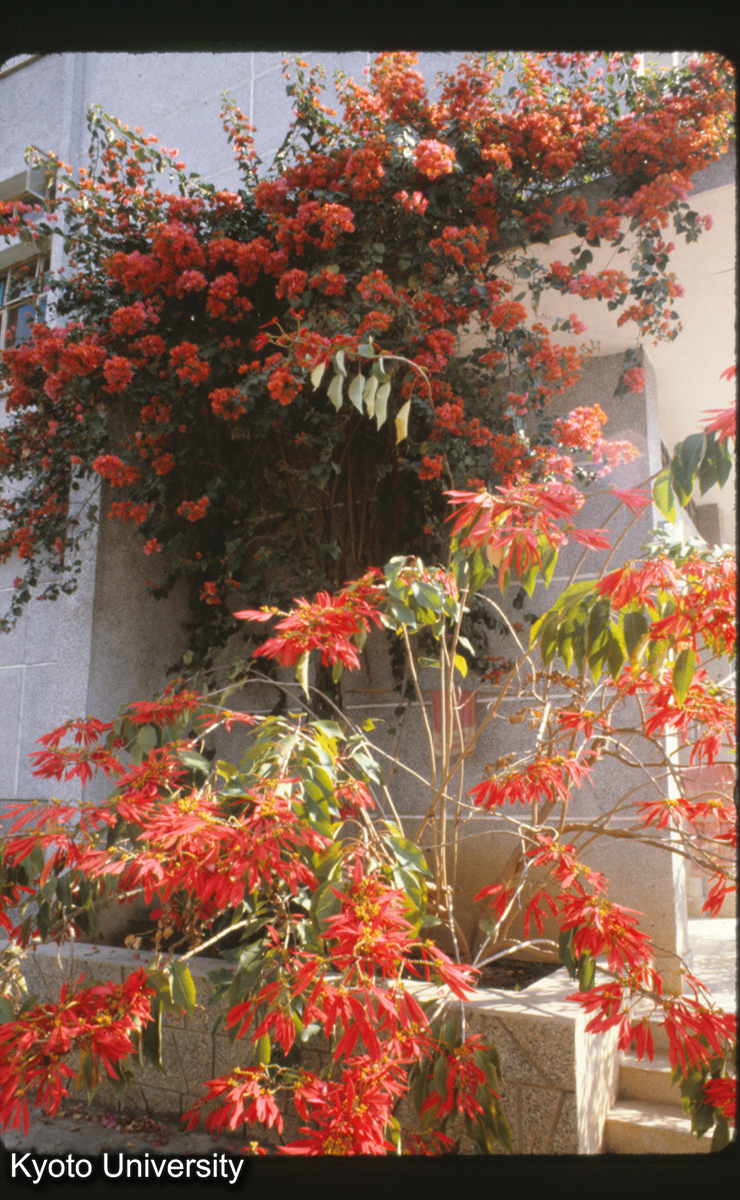 111-33_葉子花（上）紅葉花（下） （景洪） (1)