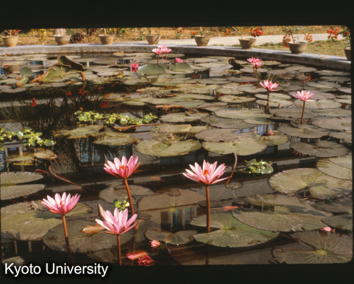 111-34_睡蓮 （景洪） (1)