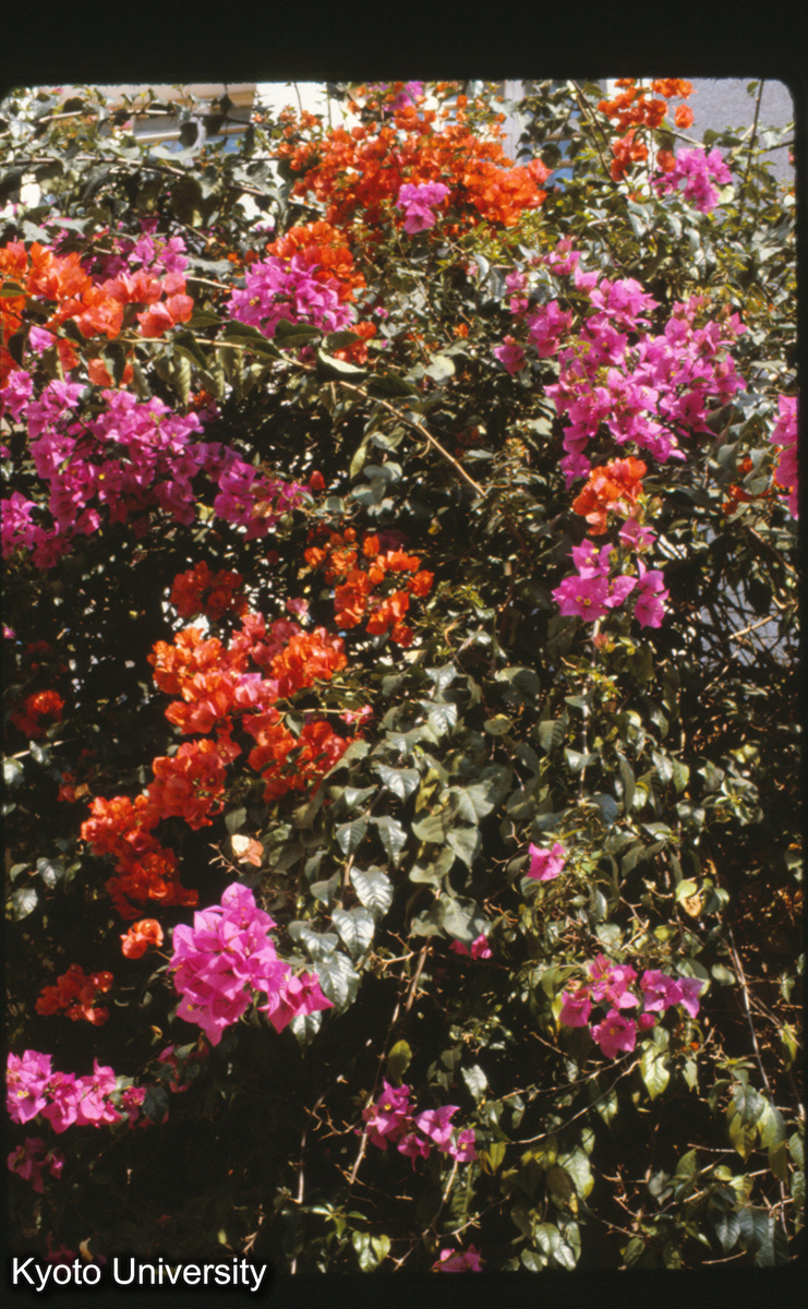 111-35_葉子花 （景洪） (1)