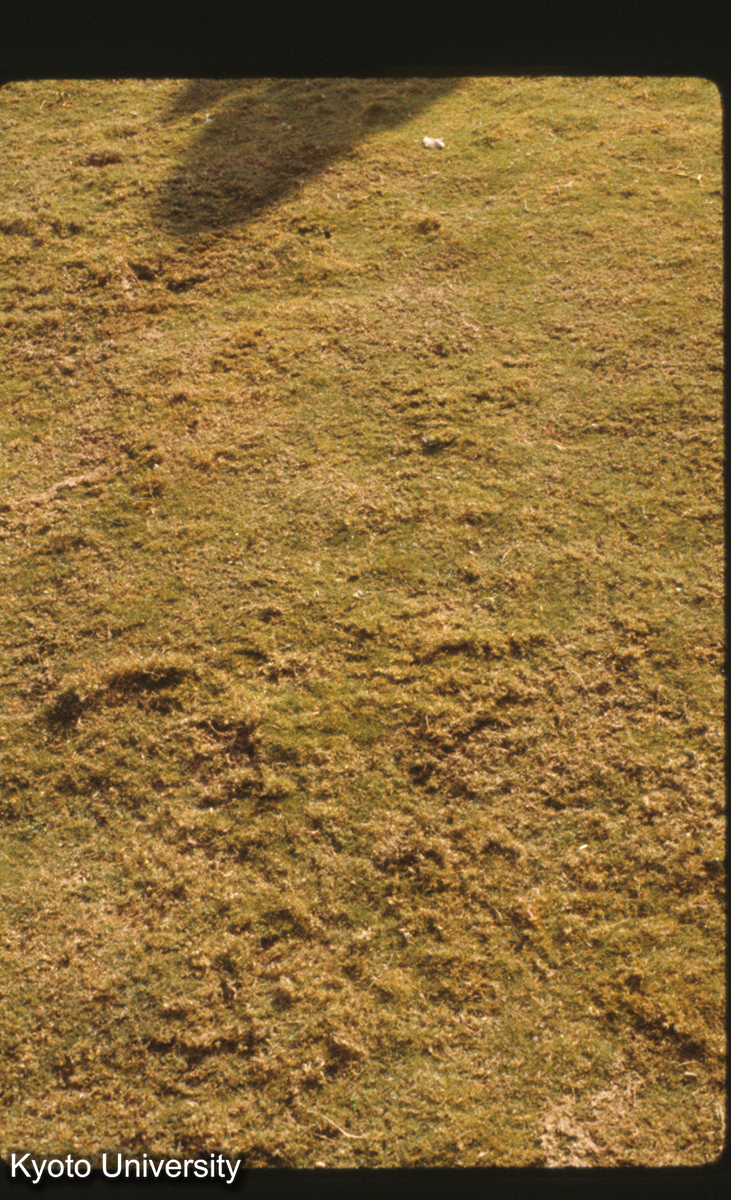 111-37_（景洪） (1)