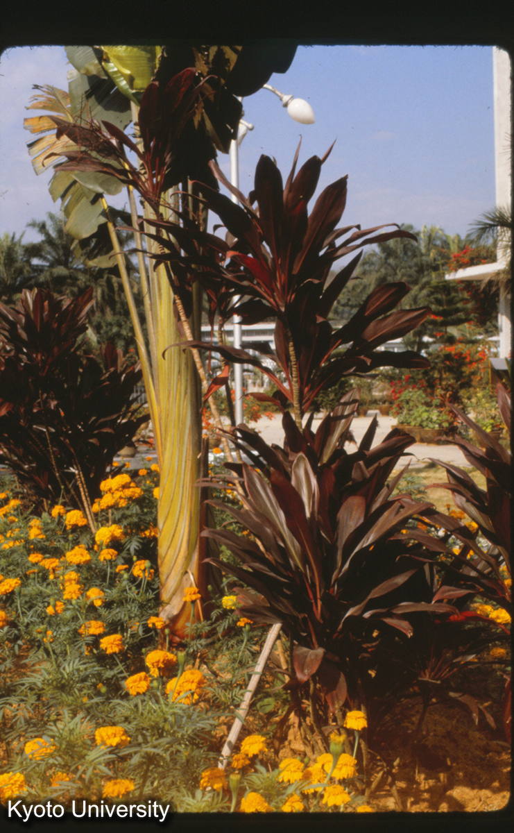 112-1_（景洪） (1)