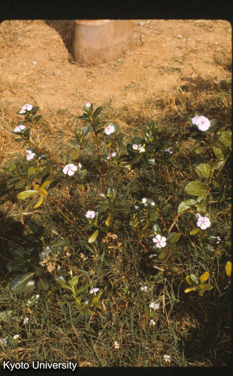 112-3_（景洪） (1)