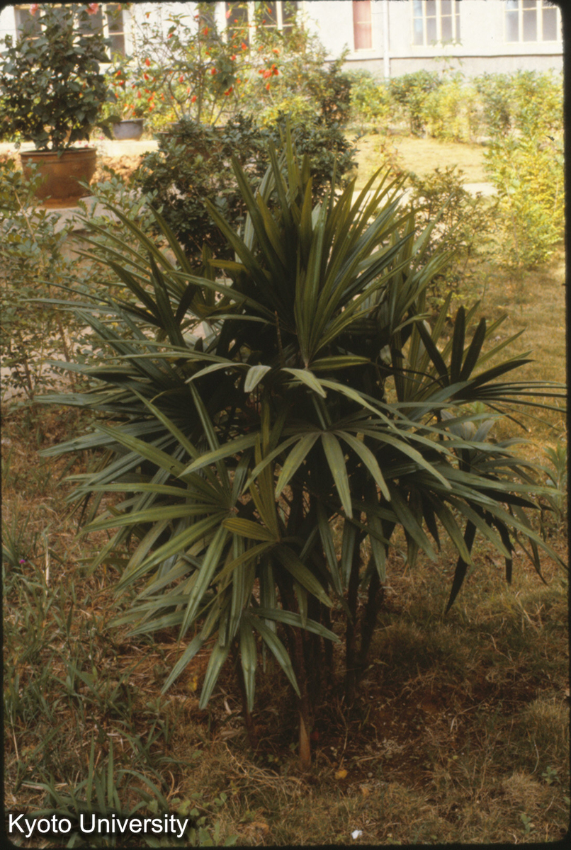 112-4_（景洪） (1)