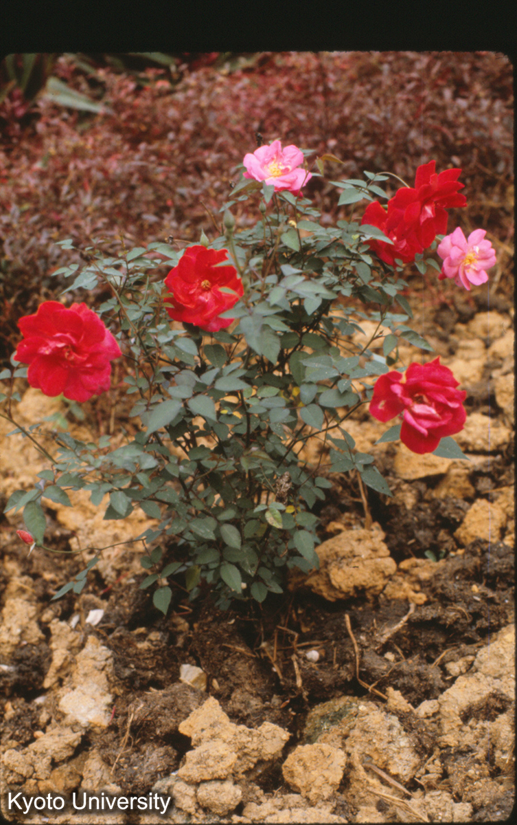 112-5_（景洪） (1)