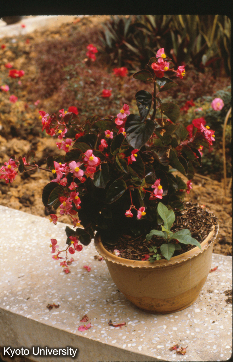 112-6_（景洪） (1)