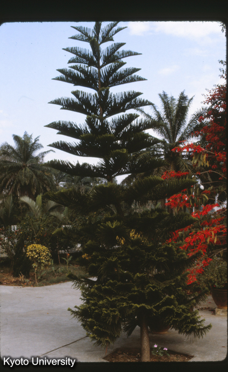 112-7_（景洪） (1)