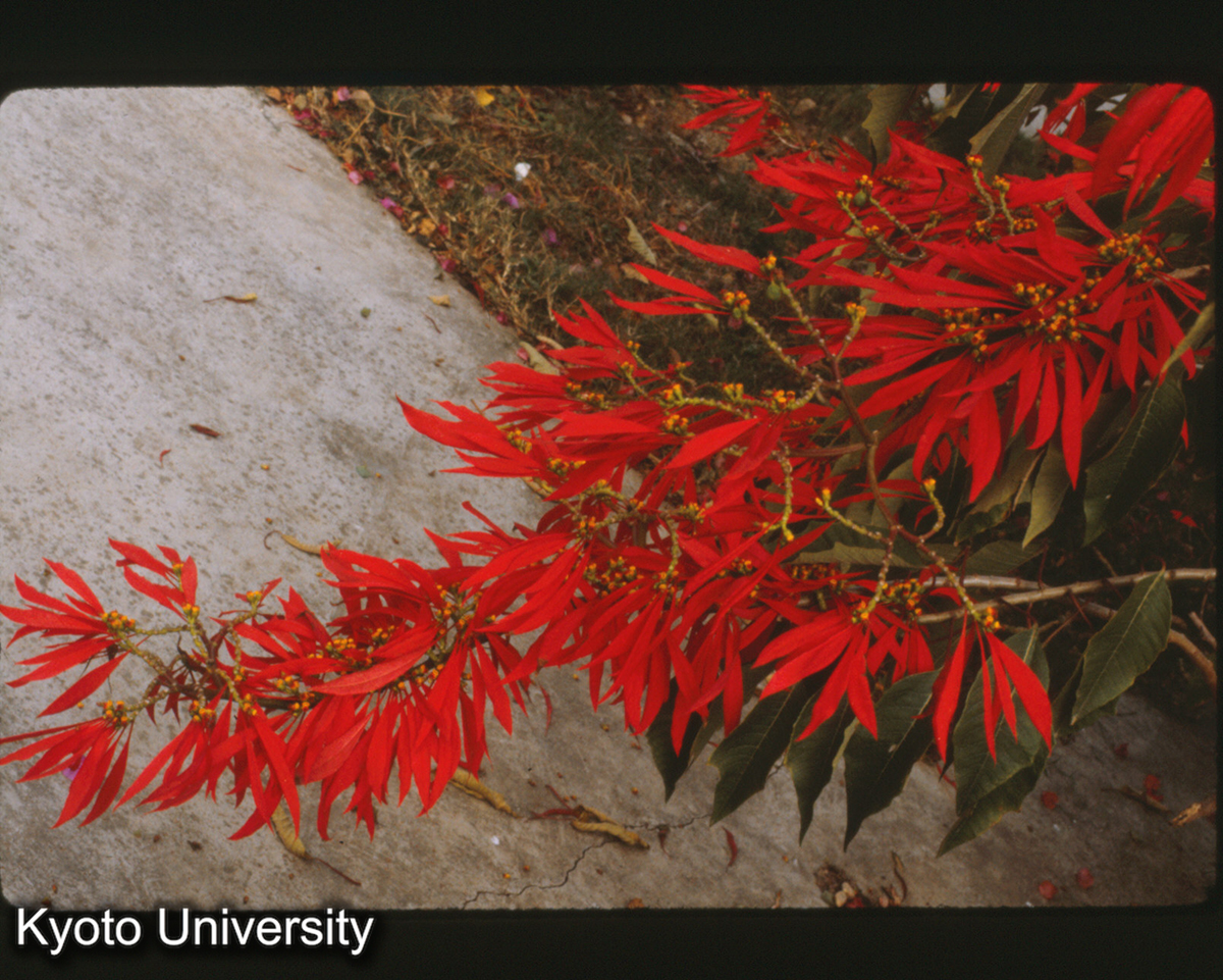 112-8_紅葉花 （景洪） (1)