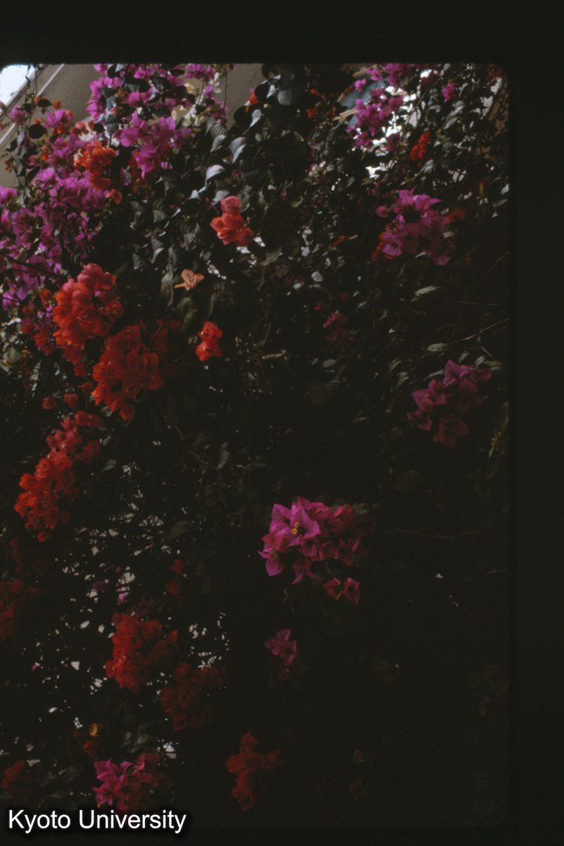 112-9_葉子花 （景洪） (1)