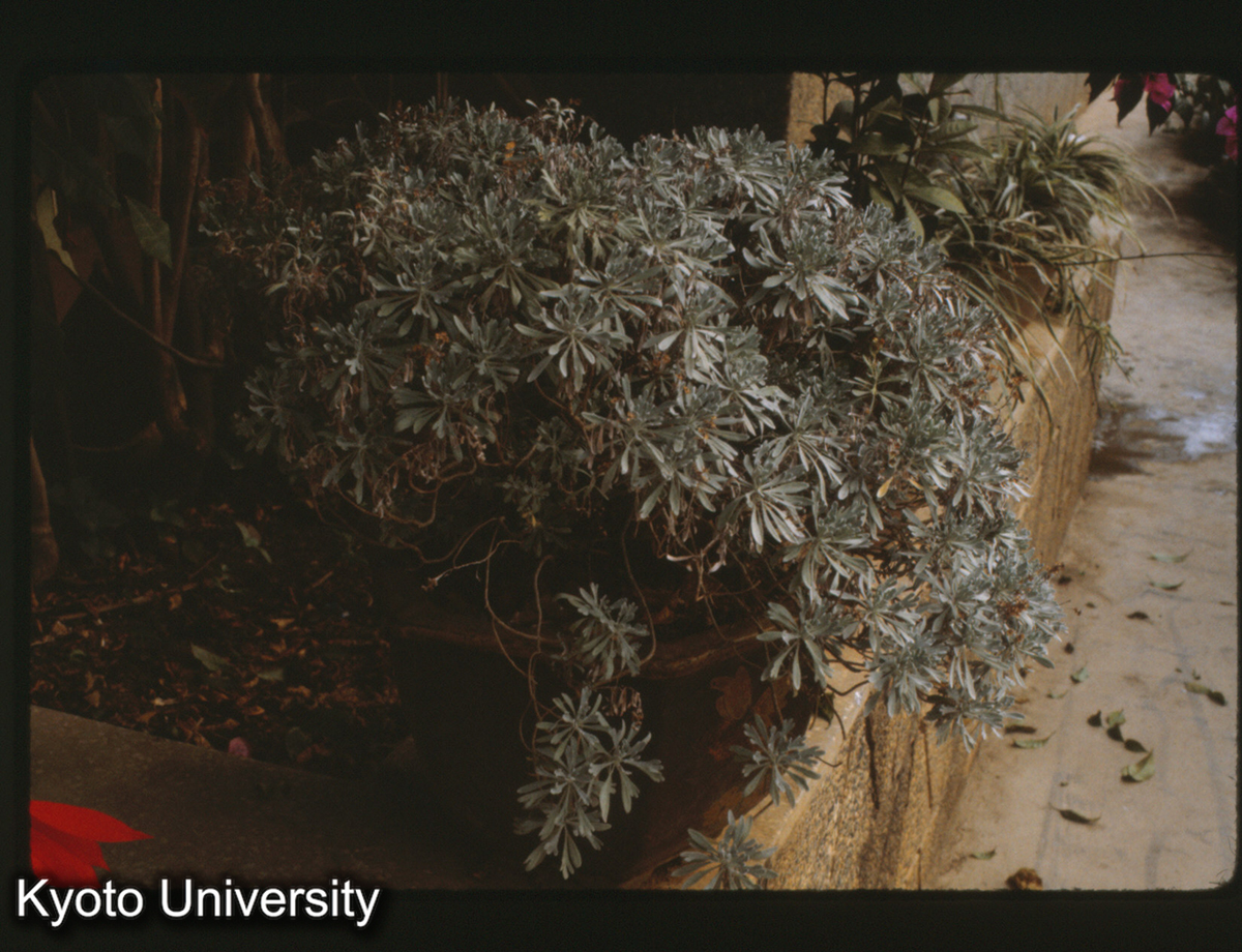 112-10_（景洪） (1)