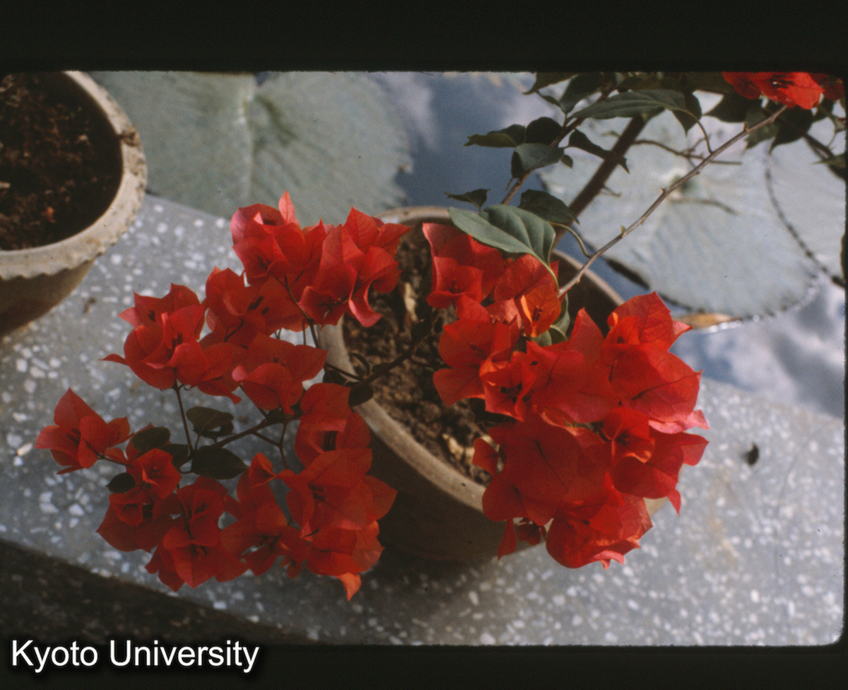 112-11_葉子花 （景洪） (1)