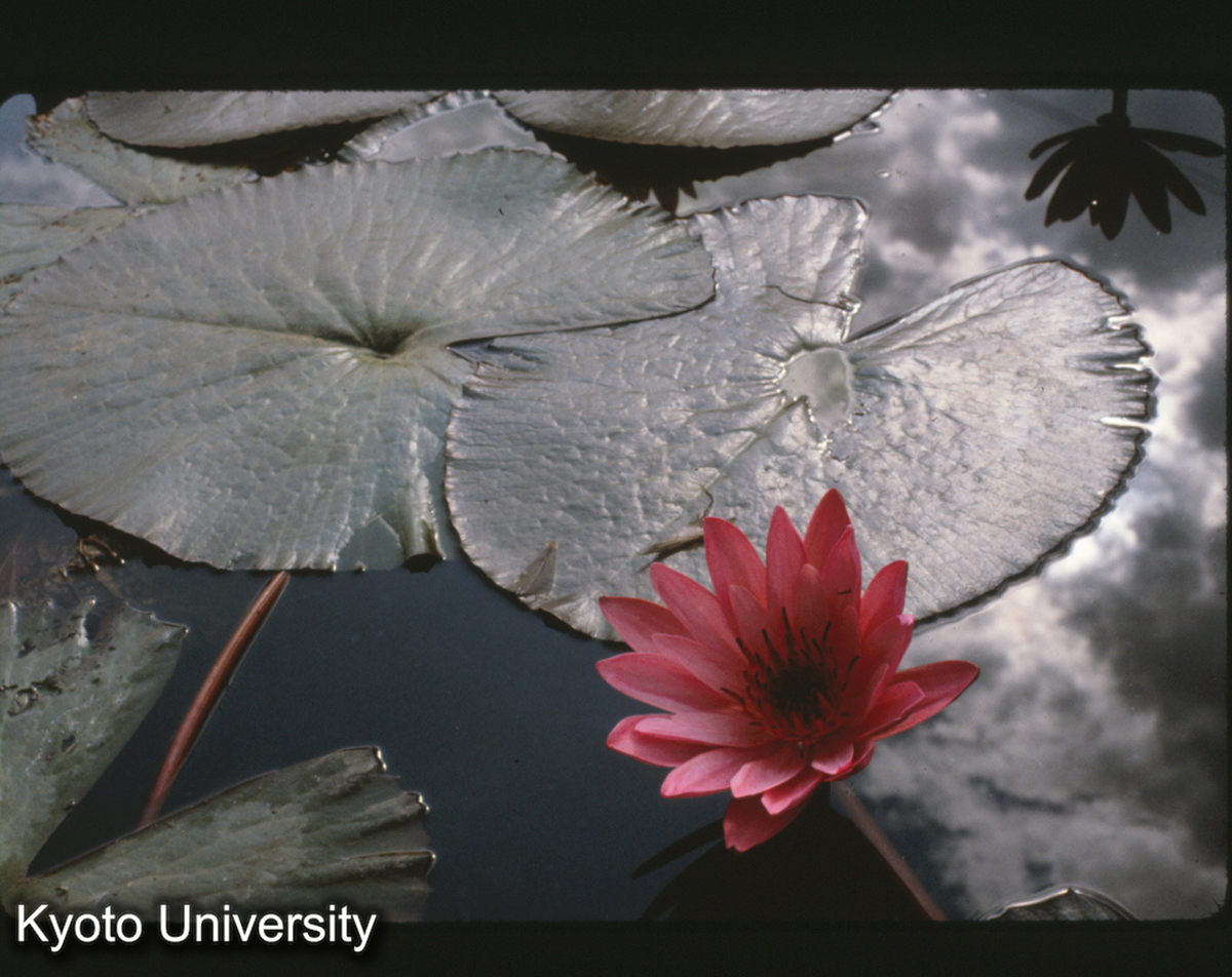 112-12_睡蓮 （景洪） (1)