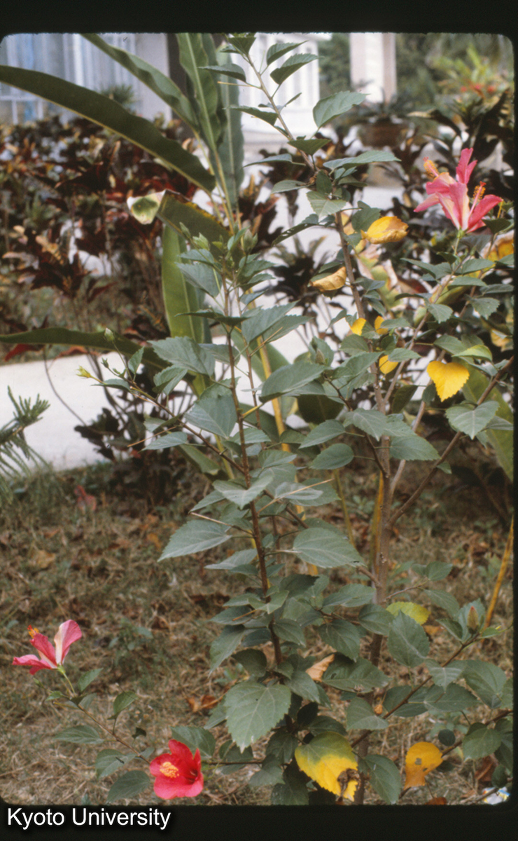 112-13_（景洪） (1)