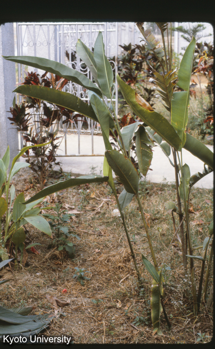 112-14_（景洪） (1)