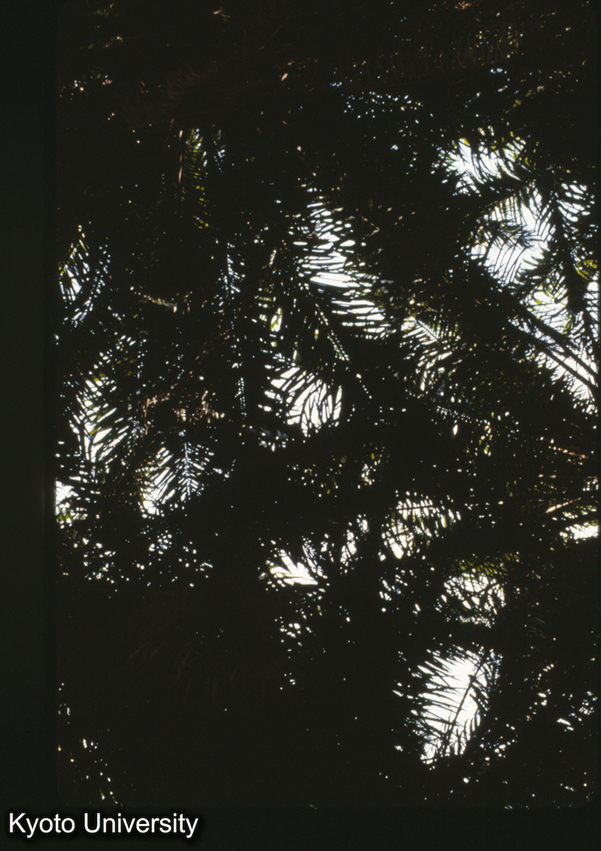 112-15_（景洪） (1)