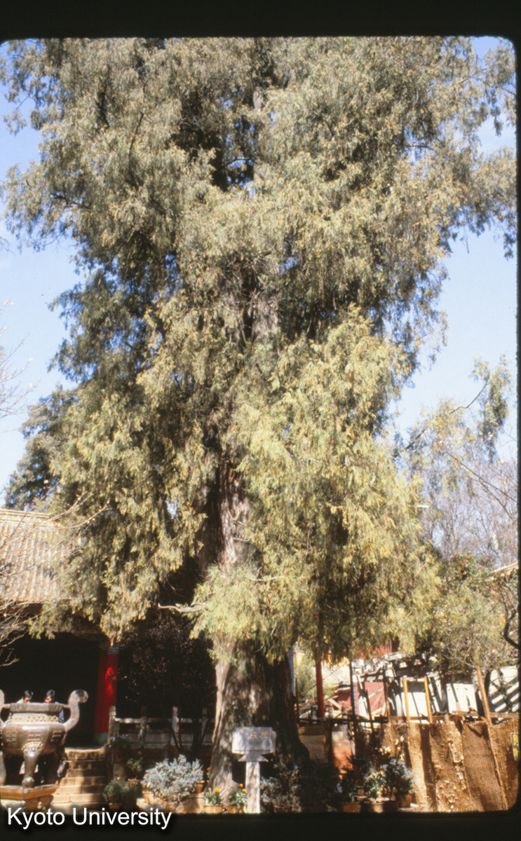 114-5_昆明 黒龍潭 宋柏 (1)