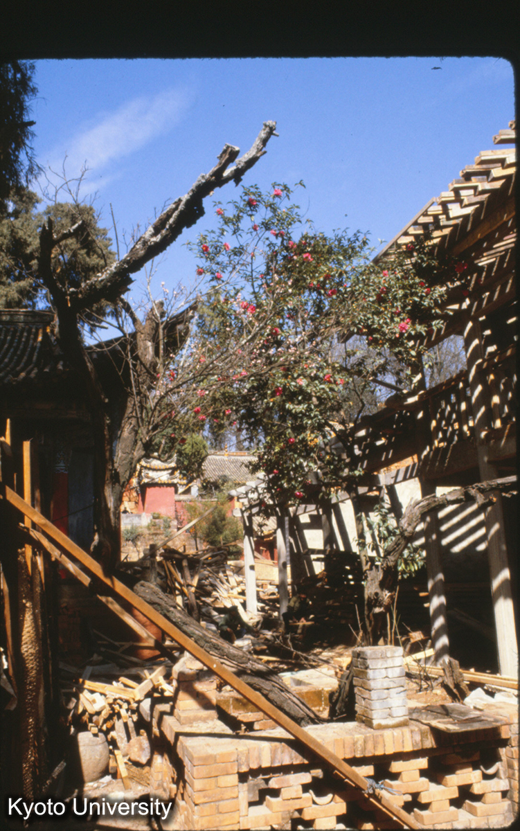 114-6_昆明 黒龍潭 唐梅 (1)