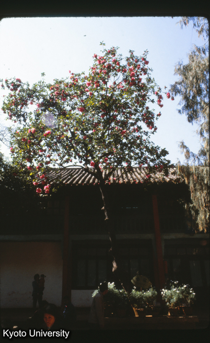 114-7_昆明 黒龍潭 明茶 (1)