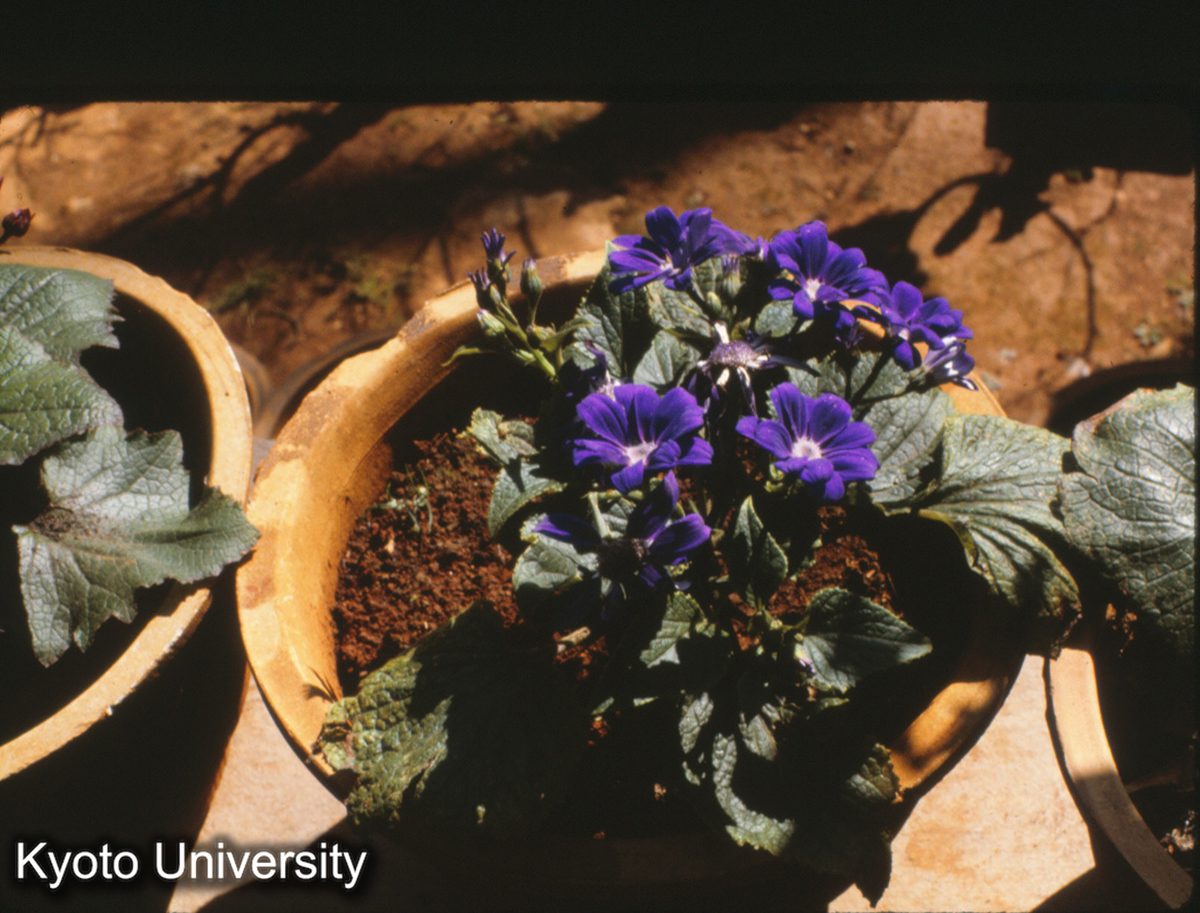 114-18_すみれ 昆明黒龍潭 (1)