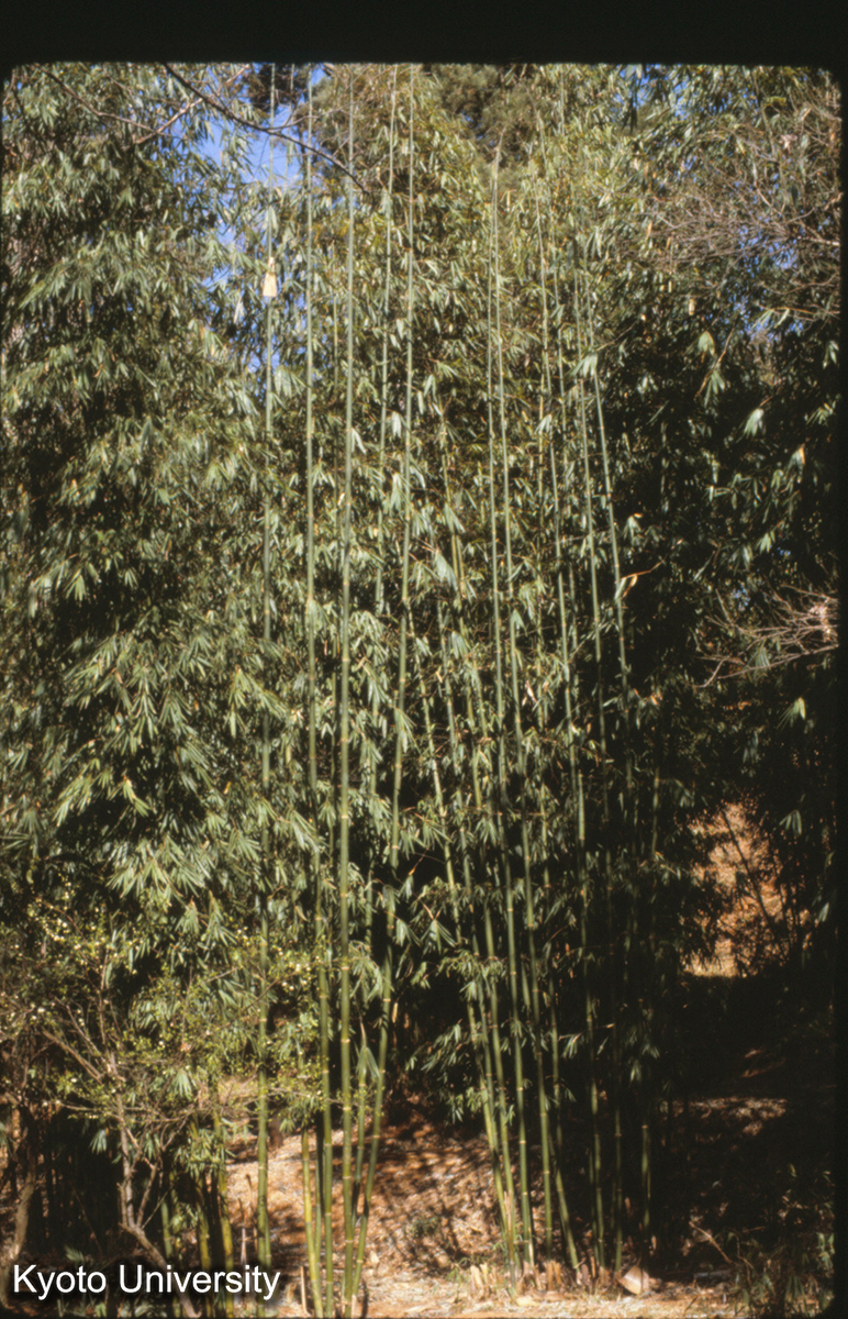 114-24_竹 昆明黒龍潭 (1)