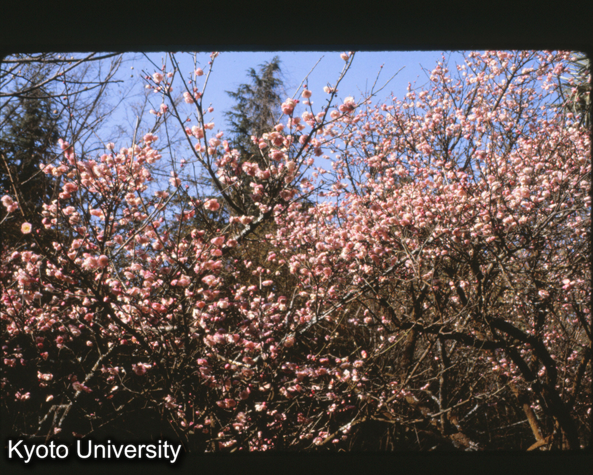 114-29_山茶 昆明植物研究所植物園 (1)