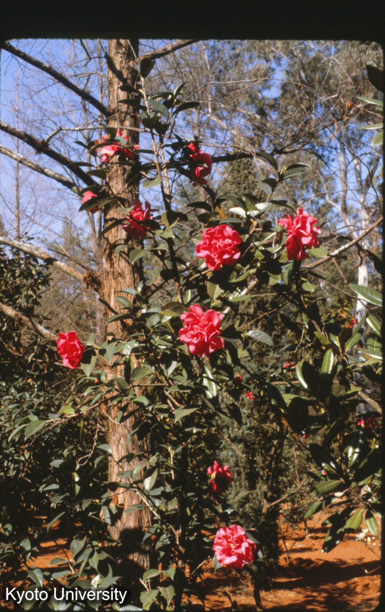 114-30_山茶 昆明植物研究所植物園 (1)