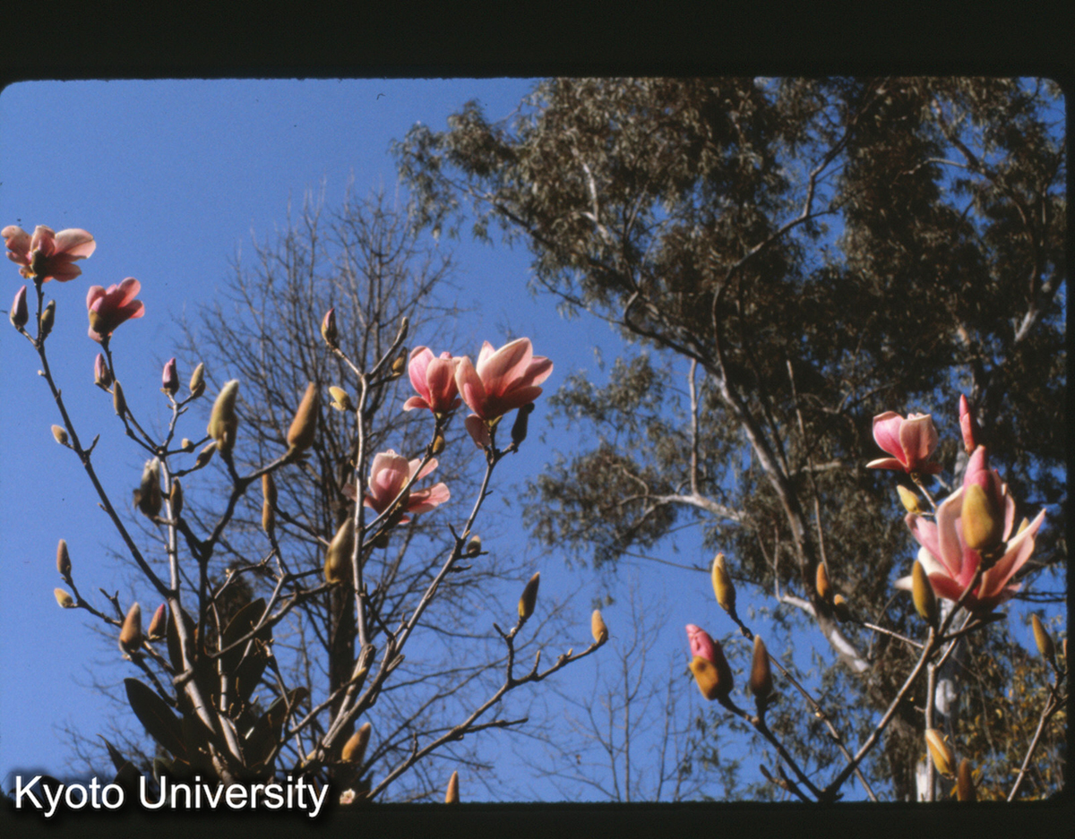 114-32_玉蘭 昆明植物園 (1)