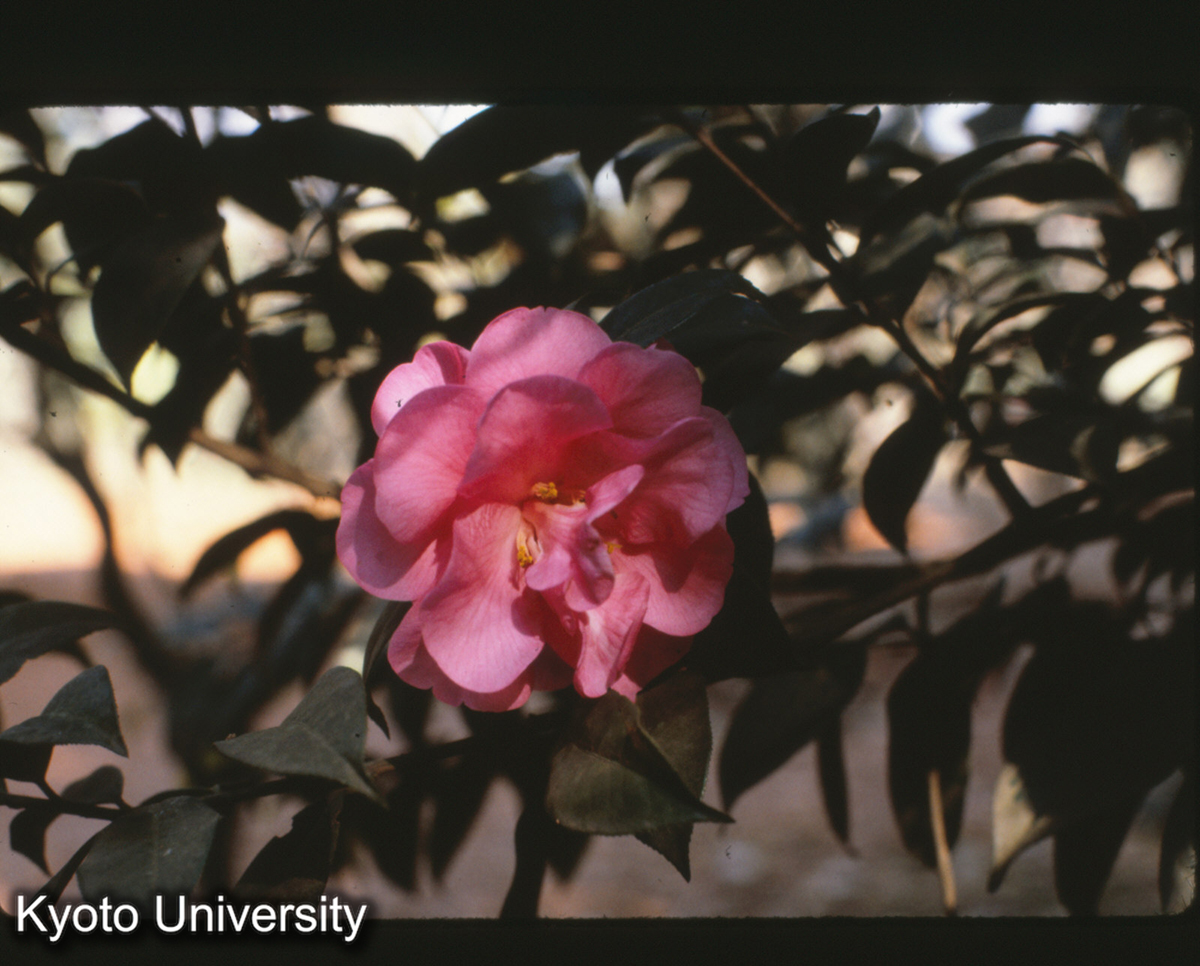 114-33_山茶 昆明植物園 (1)