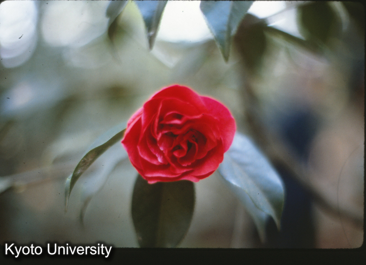 114-34_山茶 昆明植物園 (1)