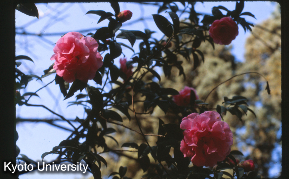 114-35_山茶 昆明植物園 (1)