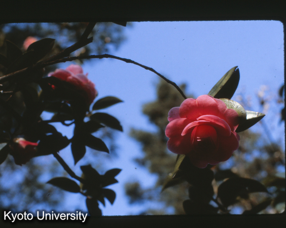 114-36止_山茶 昆明植物園 (1)